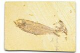 Detailed Fossil Fish (Knightia) - Wyoming #379458-1